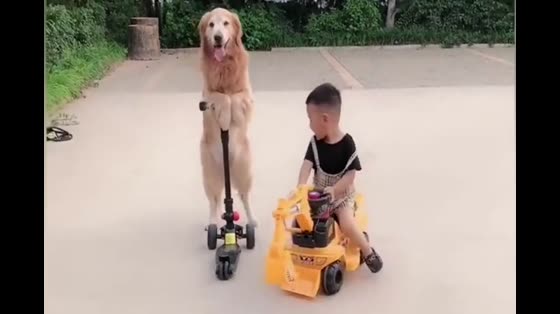 Golden-haired Dog is a little owner who drives a car. His expression is too funny.