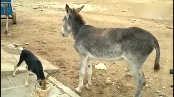 Eating dogs steal donkeys'food and being kicked