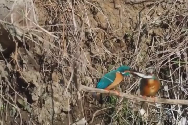 Kingfisher got his daughter-in-law with a single fish? Envy, people are inferior to bird series
