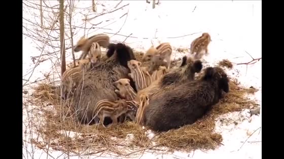 The wild boar family huddled together to get warm in the snowy day. It was really a happy family.