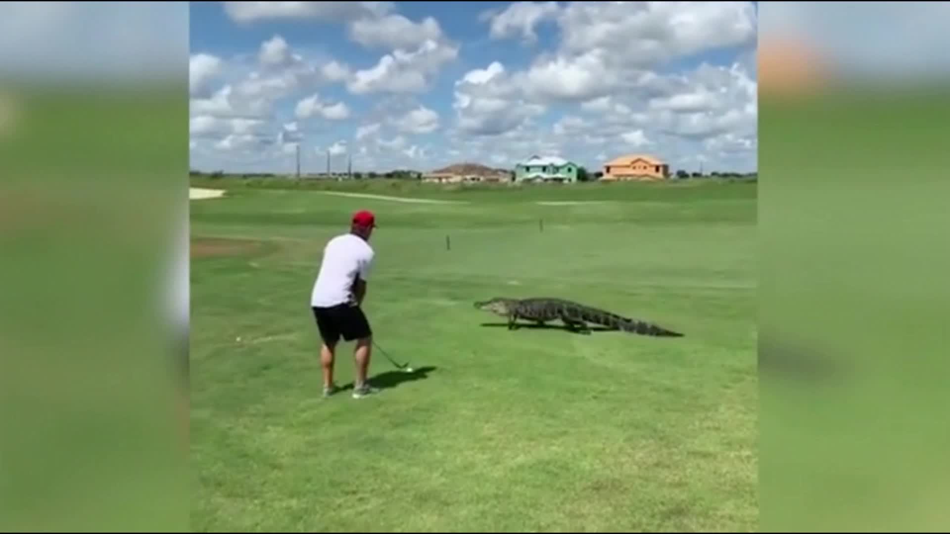 On the golf course, the crocodile climbed over the man and continued to play calmly.