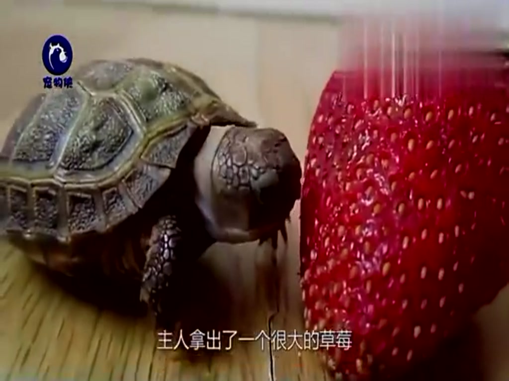 The little tortoise ate strawberries and could not eat them at a mouthful. At last, the owner took the initiative.