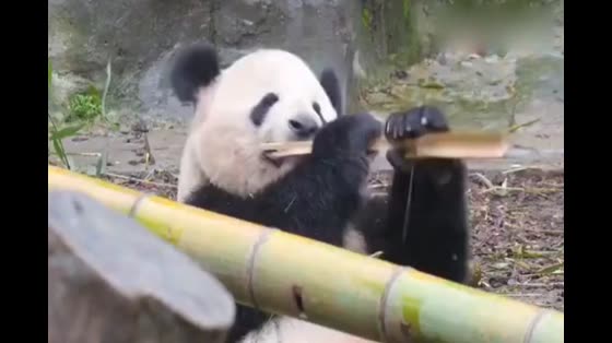 Mama Panda, maybe I don't believe it. I was shocked by my children.