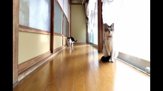 Cat videos, kittens take the initiative to tease cat sticks to their owners