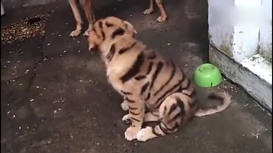 Have you ever seen a tiger spotted dog? Cute Tiger Spotted Dog Video