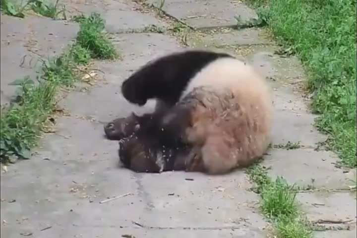 Daily life of mother panda and baby panda is so cute.