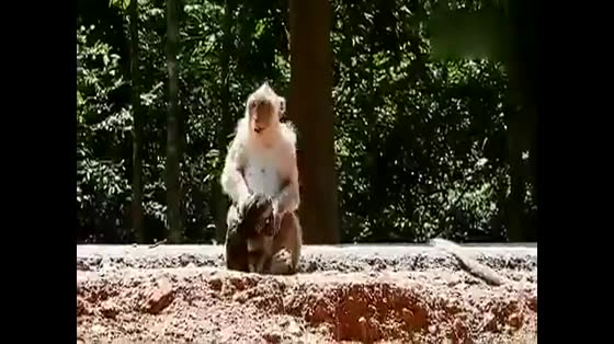 This must be stepmother. Poor little monkey was beaten on the ground by the mother monkey.