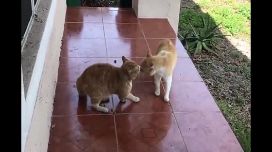 Two cats are quarrelling in the yard. Do not quarrel.