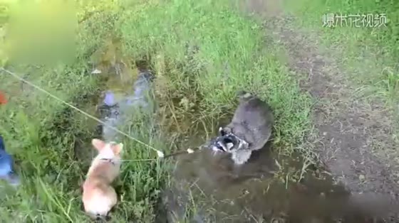 The raccoon and the dog play dirty water together, but the owner can't pull it.