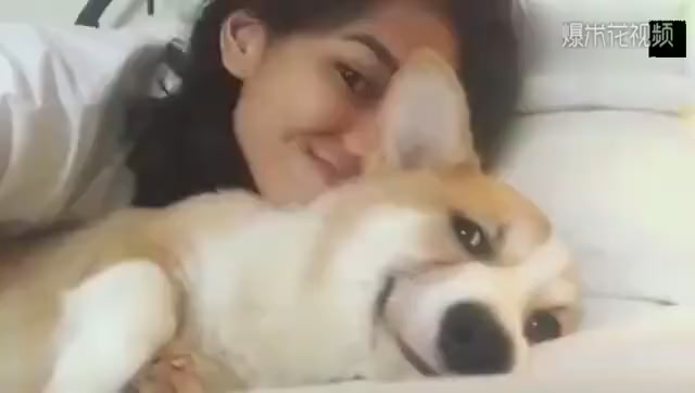 Cut Dog Video:A Dog's Smile