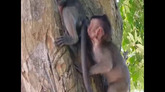 Funny monkeys video:The zoo monkeys are spermatogenic