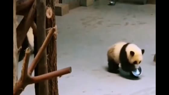 Baby Panda comes slowly with a rice bowl in his mouth, but he's not full yet?