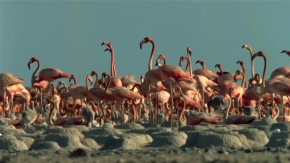 You can think of the red flamingo, when you were a child