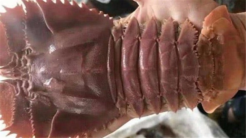 India's "lobster" weighs up to 2 kilograms and was refused to sell to China, but now it has been flooded with disasters.