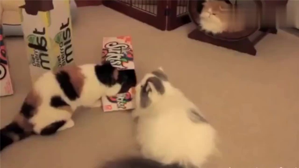 The cat sees the box and drills into it. It's funny!