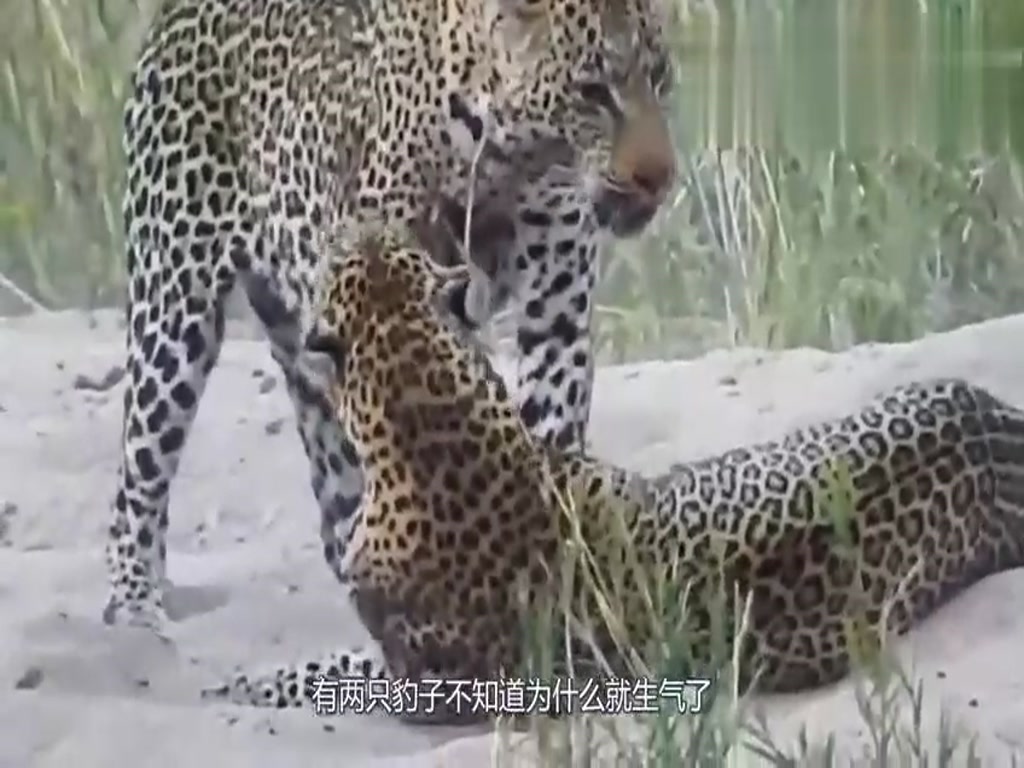The two leopards wrestled together in a ridiculous fight. The whole process was filmed.