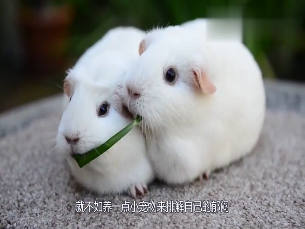 Two little guinea pigs ate a piece of grass together. The final reaction was bright, and their hearts were almost germinated.