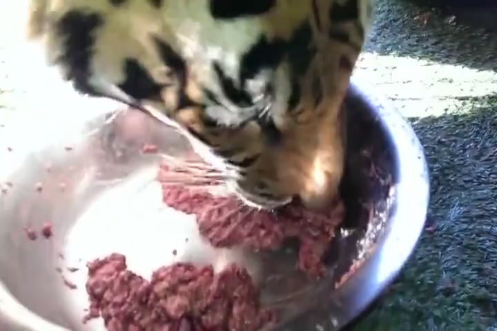 The tiger eats too much food and eats up a large pot of ground meat in minutes.
