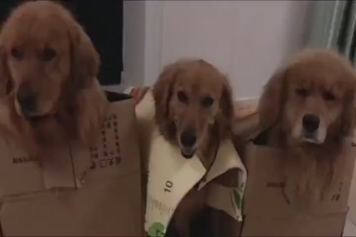 On rainy days, Golden Retriever wants to go out to the toilet.