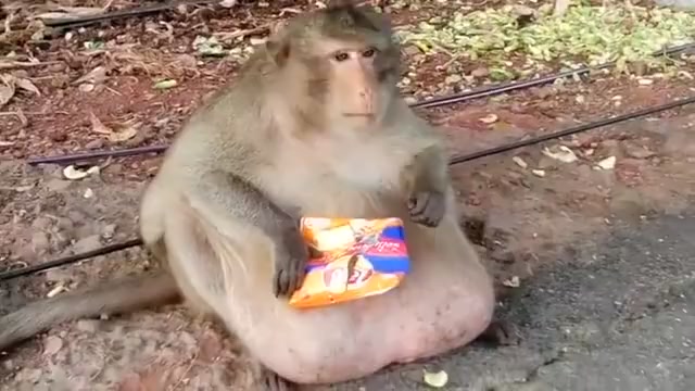 Snacking every day, the monkeys grew up like this after a few months.