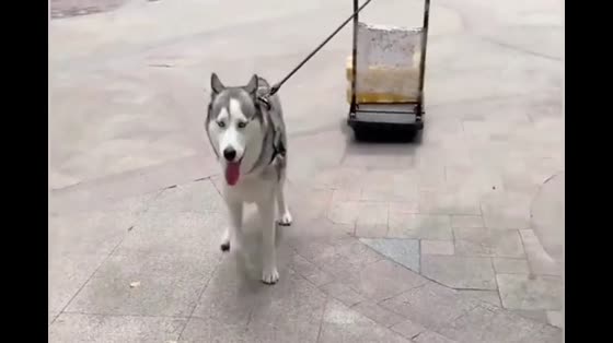 Coolihusky, who helps his master, is too cute.