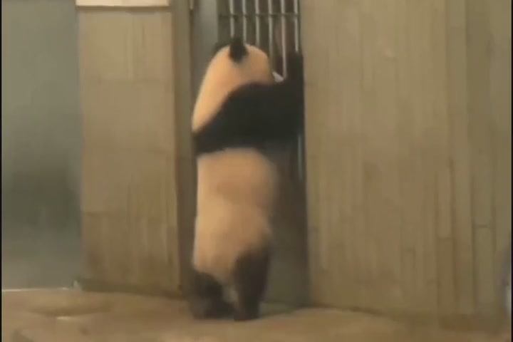 Dumb little panda, wriggling fat little buttocks running around
