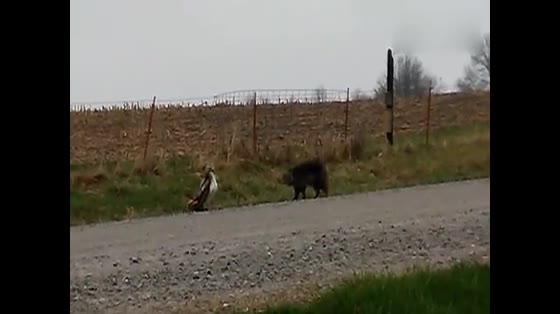 The Bobcat encounters a big bird, and after looking at it for a moment, its legs are soft and still.
