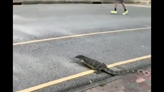 Are lizards going to sperm? Let morning runners cross the road first