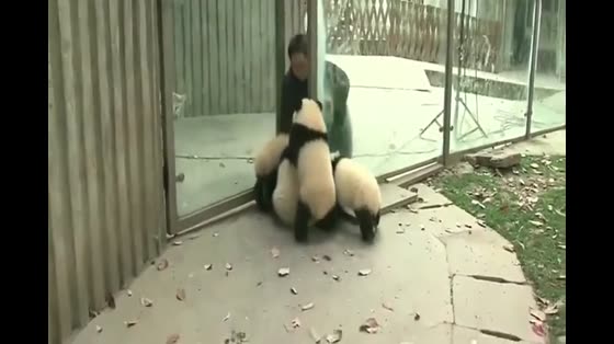 Grandpa was surrounded by four giant pandas, all of which were originally caused by competition for favor.