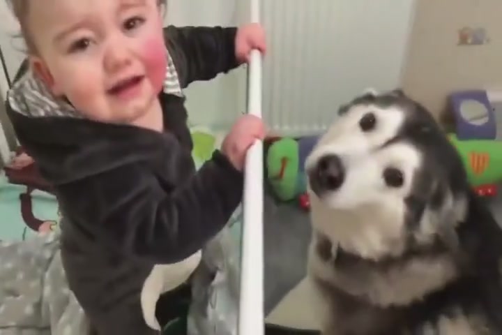 When the baby woke up crying, the father called Husky and the baby immediately laughed.