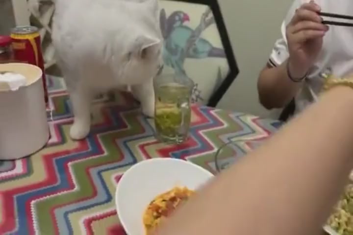 Cat, the family should eat at a table, shouldn't they?