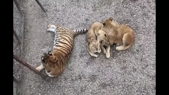Tigers and lions bask in the sun and lions huddle together for warmth.