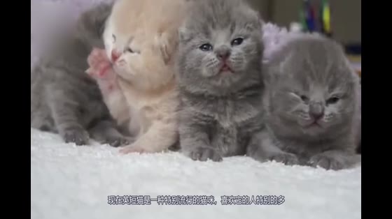 Five pet cat breeds and prices, short price is lower, the fifth one can not be bought 230,000