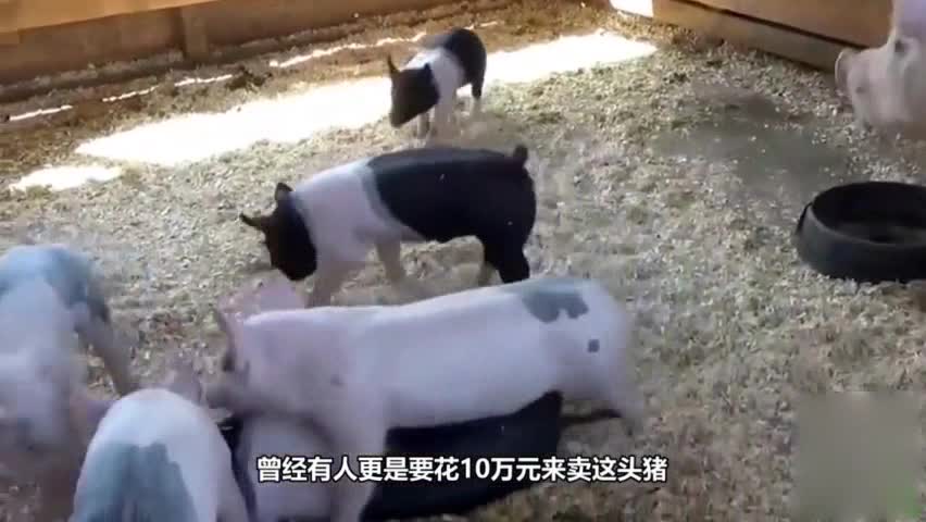 Farmers adopt two legged pigs, one hundred thousand yuan purchase was refused.