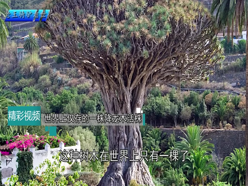 The only tree in the world has ever been offered 100 million yuan, and the villagers are not selling it!