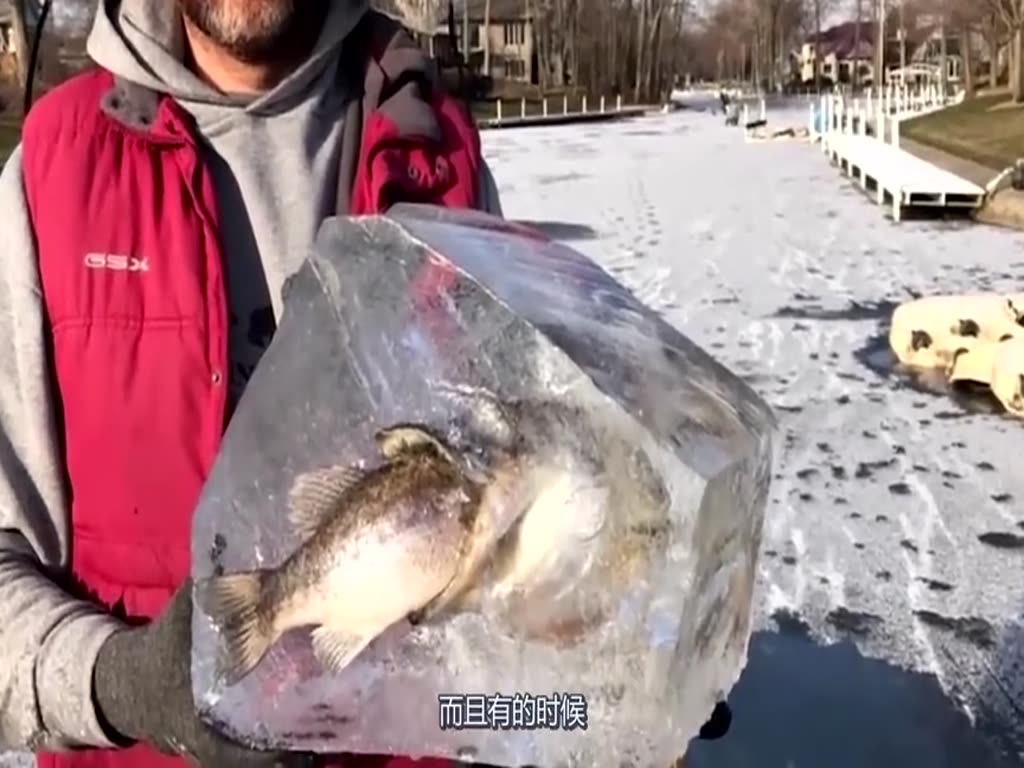 The tortoise was accidentally frozen in the ice lake, but the man passed by and made this move. The netizens were furious.