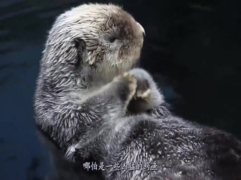 The owner wants to take a bath for his otter. Who knows if he is unwilling to die or live, why is he short-tempered?