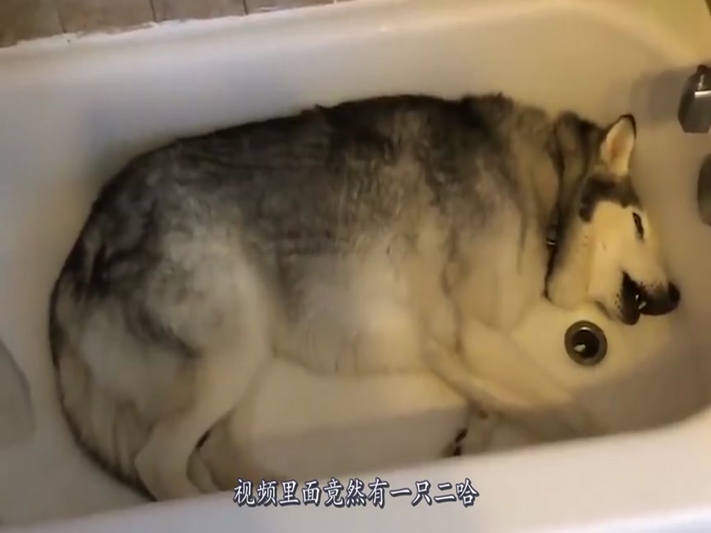 The owner threw the rabbit in the sink, and when he came back, he saw such a scene. Netizens: Rabbit lives at its peak!