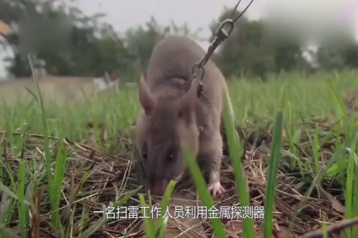 It's amazing that the African pouch rat can detect landmines.