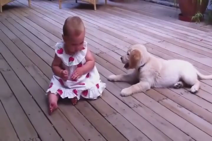 A cut Pet Dog video:The baby suddenly had a small follow-up