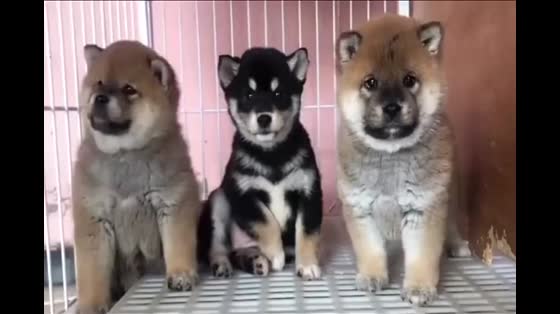 Three cute little firewood dogs, in front of the camera must be in the best condition