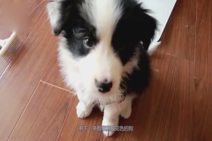 Countryside native dog gave birth to the national treasure panda, pulling out the rate of return is very high.