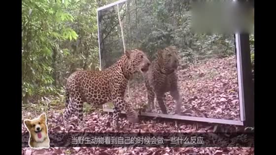 Leopard narcissism, looking at the mirror in the jungle refused to leave, as if to see their own narcissism.