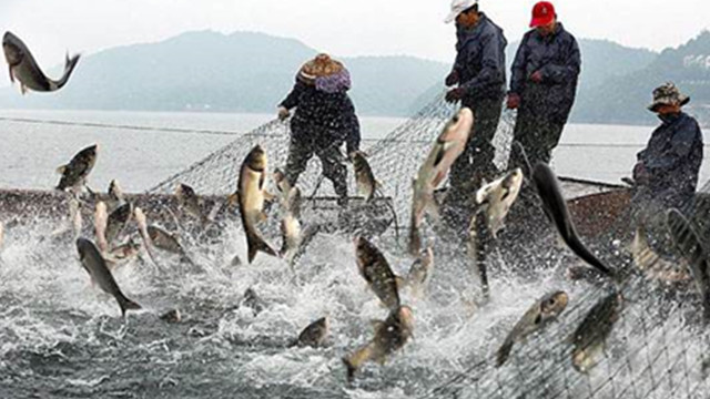 Fish come and go! Taihu Lake, Zhejiang Province, Catches and Welcomes the 
