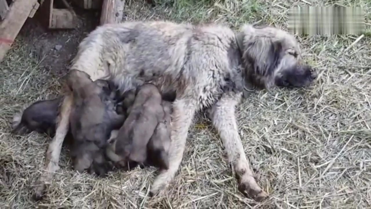 Mother Illyrian Shepherd, lay on her side and breast-feed the children! Happy little guys