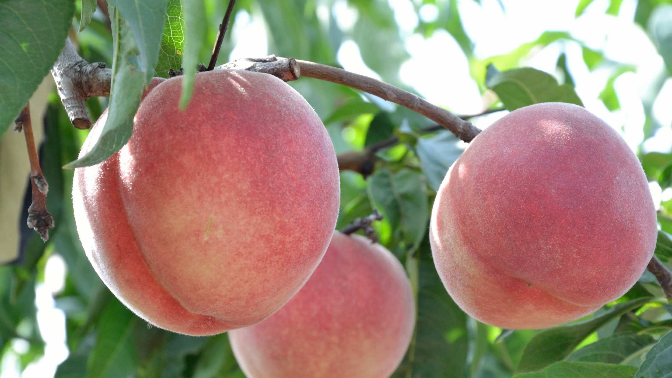 When peaches are ripe, orchard peaches wait for you to pick