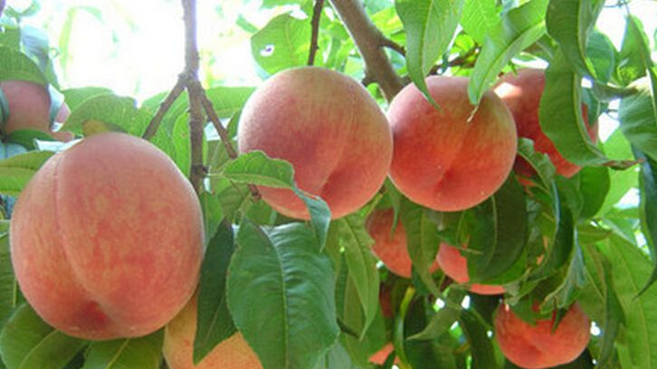 When peaches ripen in early summer, they not only bring delicacy to people, but also make villagers'pockets bulge up.