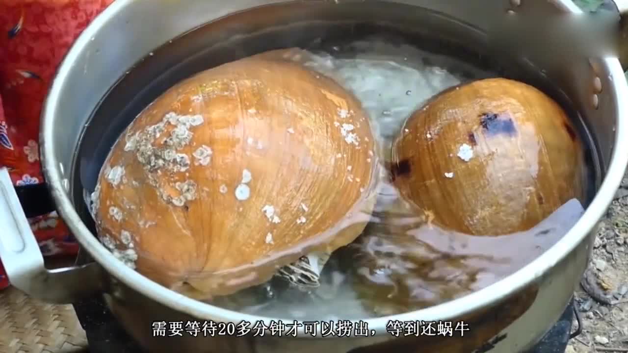 Snails bigger than human faces. Look at what foreign ladies and sisters do. I was hungry when I cut the meat.