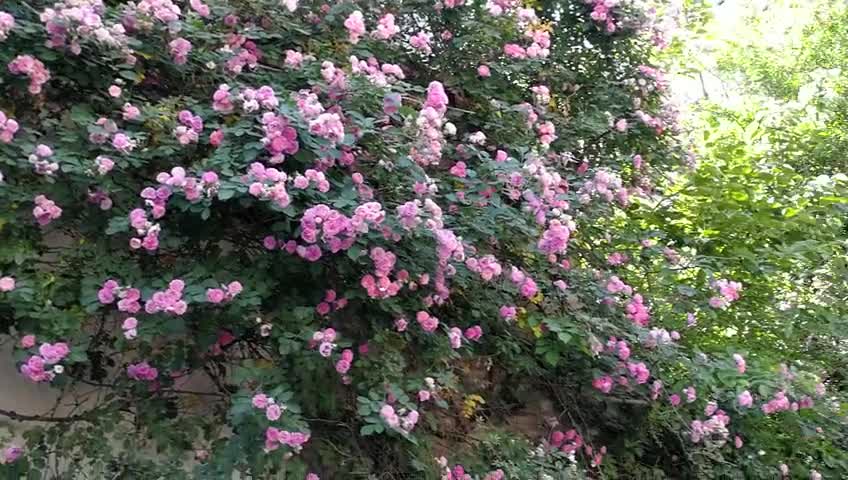 A resident's 10-year-old 100-day roses blossom all over the wall, beautiful explosion!