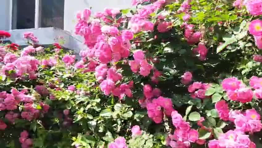 Nanshan hundred-day rose blossoms in season, blossoms full of branches, rich fragrance